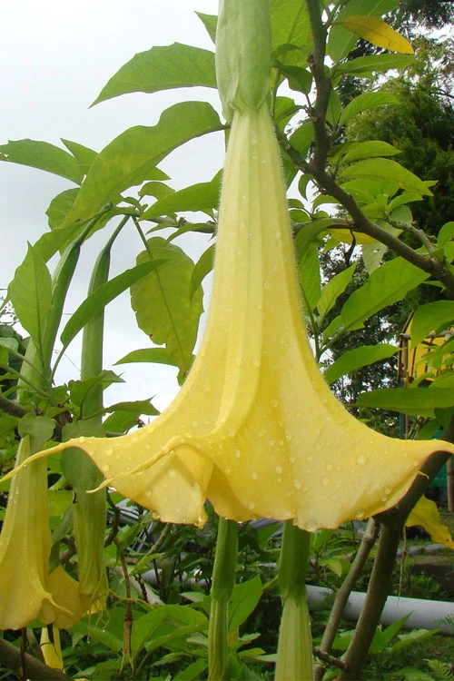 Yellow Angel's Trumpet (Brugmansia) - 3 Gallon Pot 5 Yellow Angel's Trumpet (Brugmansia) - 3 Gallon Pot - Image 5