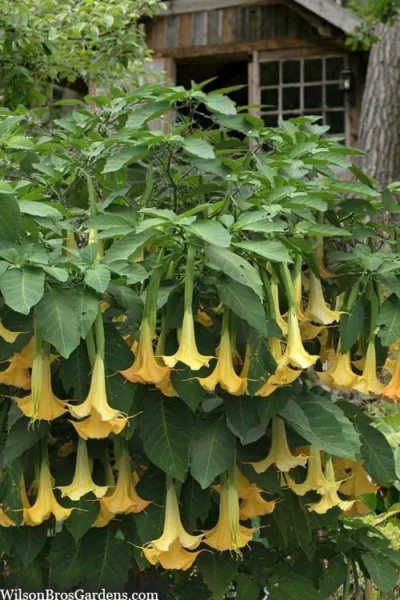 Yellow Angel's Trumpet (Brugmansia) - 3 Gallon Pot 9 Yellow Angel's Trumpet (Brugmansia) - 3 Gallon Pot -Chaste Tree World brugmansia candida yellow angels trumpet 3 1