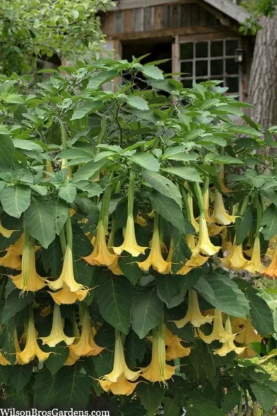 Yellow Angel's Trumpet (Brugmansia) - 1 Gallon Pot 9 Yellow Angel's Trumpet (Brugmansia) - 1 Gallon Pot -Chaste Tree World brugmansia candida yellow angels trumpet 3