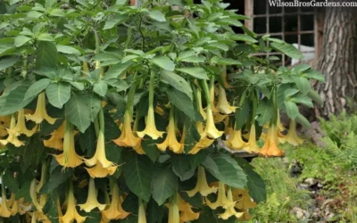 Yellow Angel's Trumpet (Brugmansia) - 1 Gallon Pot 11 Yellow Angel's Trumpet (Brugmansia) - 1 Gallon Pot -Chaste Tree World brugmansia candida yellow angels trumpet 4