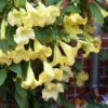 Yellow Angel's Trumpet (Brugmansia) - 3 Gallon Pot