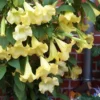 Yellow Angel's Trumpet (Brugmansia) - 1 Gallon Pot