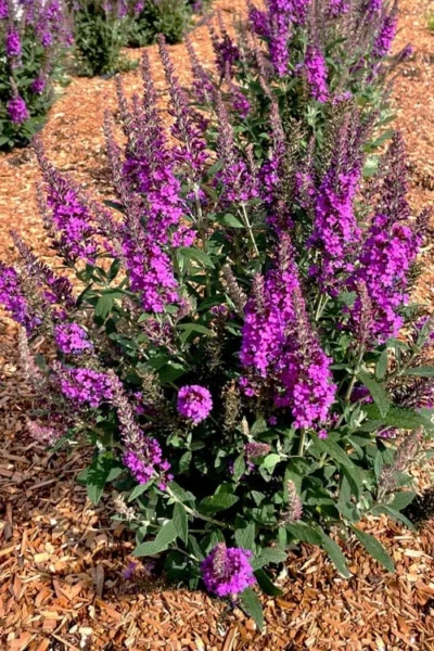 Birthday Cake Butterfly Bush (Buddleia) - 3 Gallon Pot -Chaste Tree World buddleia birthday cake butterfly bush 5