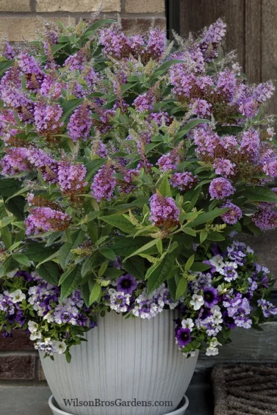Dapper Lavender Butterfly Bush - 2 Gallon Pot -Chaste Tree World buddleia davidii dapper lavender butterfly bush 3