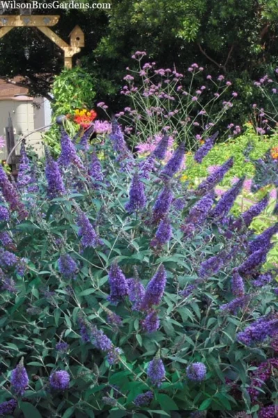 Ellen's Blue Butterfly Bush - 3 Gallon Pot -Chaste Tree World buddleia davidii ellens blue butterfly bush 2