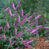 Lo & Behold 'Pink Micro Chip' Butterfly Bush - 1 Gallon Pot