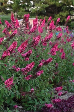 Monarch Prince Charming Butterfly Bush (Buddleia) - 1 Gallon Pot -Chaste Tree World buddleia monarch prince charming butterfly bush 10