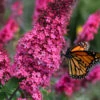 Monarch Prince Charming Butterfly Bush (Buddleia) - 1 Gallon Pot