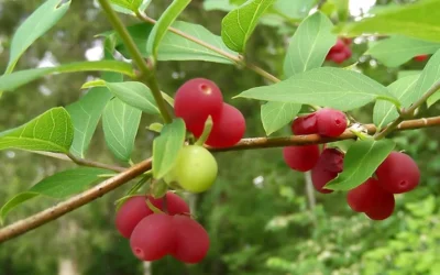 Fragrant Winter Honeysuckle Bush (Lonicera Fragrantissima) - 3 Gallon Pot -Chaste Tree World bush fragrant honeysuckle 3 800x500 1