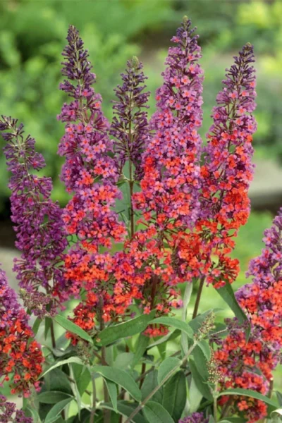BiColor Butterfly Bush (Buddleia X Weyeriana) - 1 Gallon Pot 9 BiColor Butterfly Bush (Buddleia X Weyeriana) - 1 Gallon Pot -Chaste Tree World butterfly bush bicolor 3