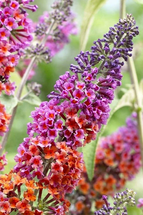 BiColor Butterfly Bush (Buddleia X Weyeriana) - 1 Gallon Pot 5 BiColor Butterfly Bush (Buddleia X Weyeriana) - 1 Gallon Pot - Image 5