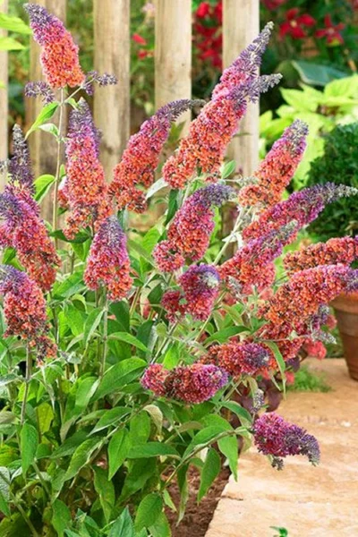 BiColor Butterfly Bush (Buddleia X Weyeriana) - 1 Gallon Pot 11 BiColor Butterfly Bush (Buddleia X Weyeriana) - 1 Gallon Pot -Chaste Tree World butterfly bush bicolor 6