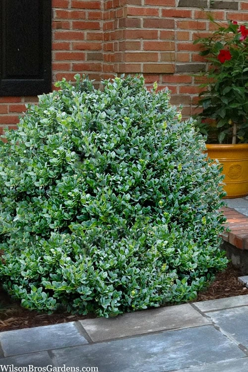 Gordo Boxwood - 1 Gallon Pot 1 Gordo Boxwood - 1 Gallon Pot