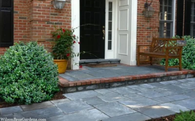 Gordo Boxwood - 1 Gallon Pot 12 Gordo Boxwood - 1 Gallon Pot -Chaste Tree World buxus gordo boxwood 2