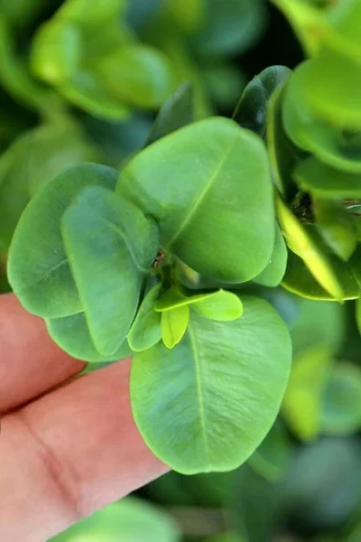 Gordo Boxwood - 6 Pack Of 1 Gallon Pots -Chaste Tree World buxus gordo boxwood 3 2