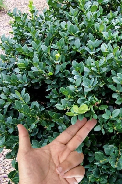 Gordo Boxwood - 1 Gallon Pot 11 Gordo Boxwood - 1 Gallon Pot -Chaste Tree World buxus gordo boxwood 4