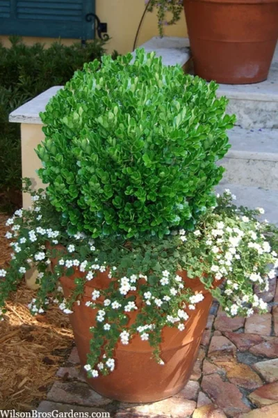Richard Boxwood (Buxus Harlandii) - 3 Gallon Pot -Chaste Tree World buxus harlandii richard dwarf boxwood 4