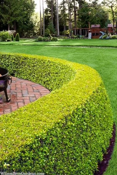 Golden Triumph Variegated Dwarf Boxwood - 1 Gallon Pot -Chaste Tree World buxus microphylla golden triumph boxwood hedge 2 2