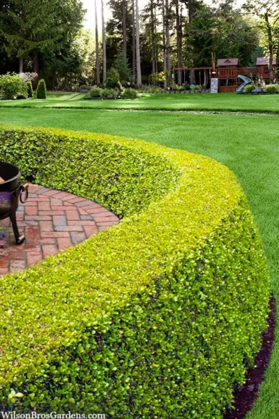 Golden Triumph Variegated Dwarf Boxwood - 1 Gallon Pot -Chaste Tree World buxus microphylla golden triumph boxwood hedge 2 3