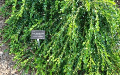 Unraveled Weeping Boxwood - 3 Gallon Pot -Chaste Tree World buxus microphylla japonica unraveled boxwood 4