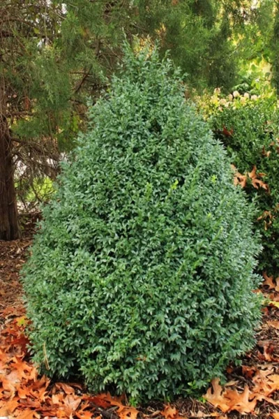 John Baldwin Pyramidal Boxwood - 3 Gallon Pot -Chaste Tree World buxus microphylla john baldwin boxwood 6 1
