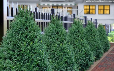 John Baldwin Pyramidal Boxwood - 3 Gallon Pot -Chaste Tree World buxus microphylla john baldwin boxwood 8 1