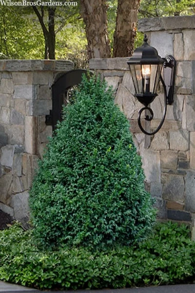 John Baldwin Pyramidal Boxwood - 3 Gallon Pot -Chaste Tree World buxus microphylla john baldwin boxwood 9 1