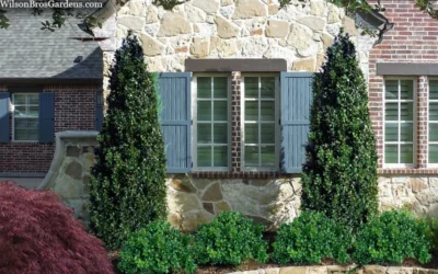 Arctic Emerald Columnar Boxwood - 6 Pack Of 1 Gallon Pots 10 Arctic Emerald Columnar Boxwood - 6 Pack Of 1 Gallon Pots -Chaste Tree World buxus sempervirens arctic emerald boxwood 103