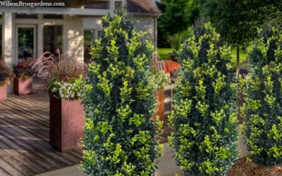 Arctic Emerald Columnar Boxwood - 1 Gallon Pot -Chaste Tree World buxus sempervirens arctic emerald boxwood 105 1