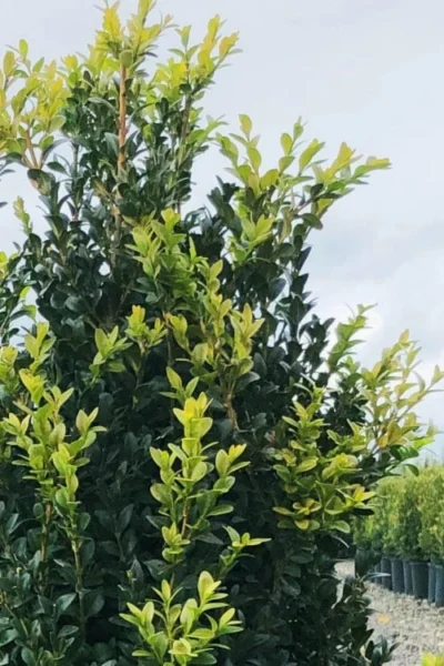 Arctic Emerald Columnar Boxwood - 1 Gallon Pot -Chaste Tree World buxus sempervirens arctic emerald boxwood 12 1