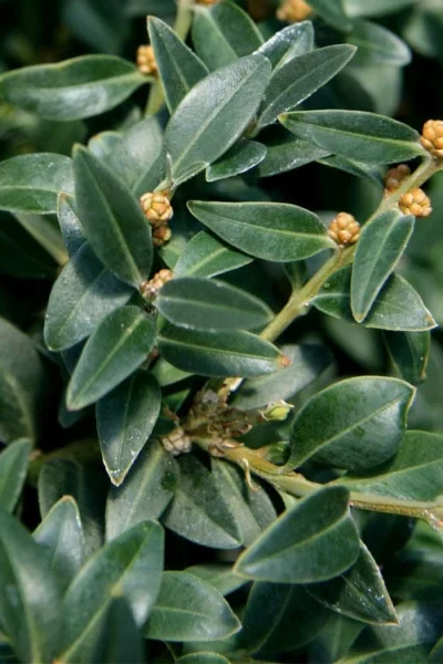 Arctic Emerald Columnar Boxwood - 1 Gallon Pot -Chaste Tree World buxus sempervirens arctic emerald boxwood 16 1