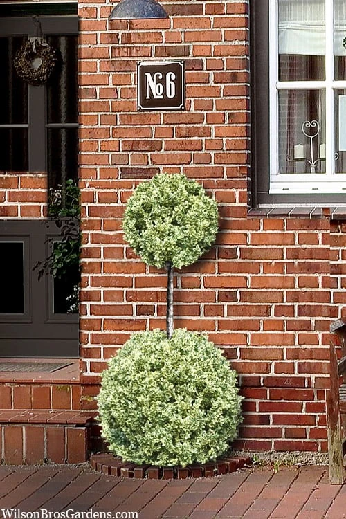 Variegated Boxwood 2-Ball Poodle Tier Topiary - 5 Gallon Pot 5 Variegated Boxwood 2-Ball Poodle Tier Topiary - 5 Gallon Pot - Image 5