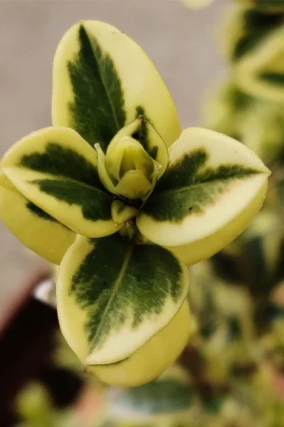 Variegated Boxwood (Buxus Sempervirens 'Aureovariegata') - 2 Gallon Pot - SALE -Chaste Tree World buxus sempervirens aureovariegata variegated boxwood 1 3