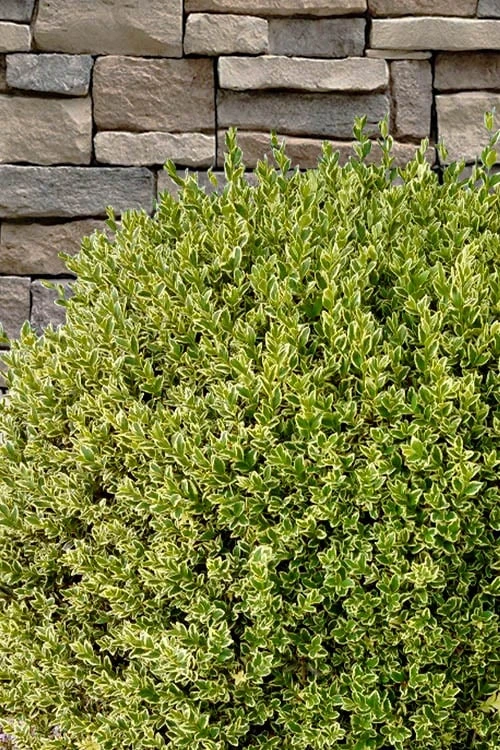 Variegated Boxwood (Buxus Sempervirens 'Aureovariegata') - 5 Gallon Pot 7 Variegated Boxwood (Buxus Sempervirens 'Aureovariegata') - 5 Gallon Pot - Image 7