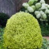 Variegated Boxwood (Buxus Sempervirens 'Aureovariegata') - 5 Gallon Pot