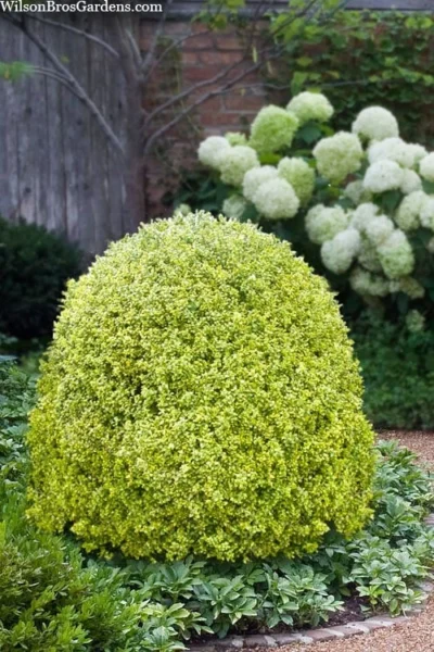 Variegated Boxwood (Buxus Sempervirens 'Aureovariegata') - 5 Gallon Pot