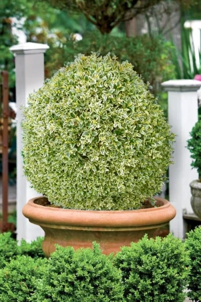 Elegans Variegated Boxwood - Buxus Sempervirens 'Elegantissima' - 3 Gallon Pot -Chaste Tree World buxus sempervirens elegantissima variegated boxwood 101 1