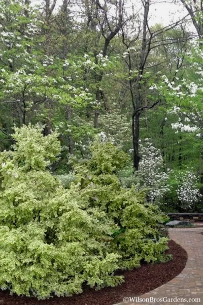 Elegans Variegated Boxwood - Buxus Sempervirens 'Elegantissima' - 2 Gallon Pot -Chaste Tree World buxus sempervirens elegantissima variegated boxwood 102 2