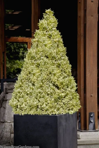 Elegans Variegated Boxwood - Buxus Sempervirens 'Elegantissima' - 3 Gallon Pot -Chaste Tree World buxus sempervirens elegantissima variegated boxwood 105 1