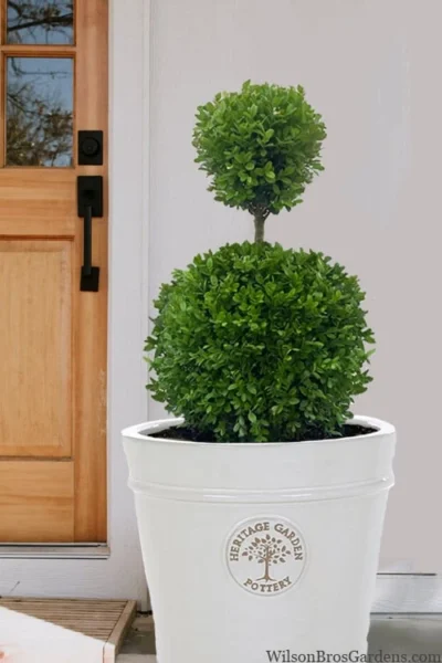 Dwarf English Boxwood Two-Ball Poodle Tier Topiary - 3 Gallon Pot 8 Dwarf English Boxwood Two-Ball Poodle Tier Topiary - 3 Gallon Pot -Chaste Tree World buxus sempervirens suffriticosa standard two ball topiary boxwood 5