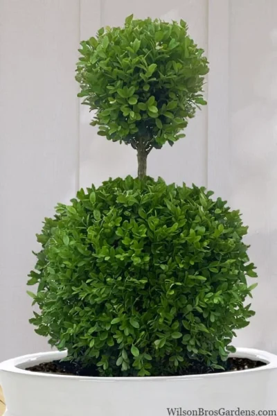 Dwarf English Boxwood Two-Ball Poodle Tier Topiary - 3 Gallon Pot 9 Dwarf English Boxwood Two-Ball Poodle Tier Topiary - 3 Gallon Pot -Chaste Tree World buxus sempervirens suffruticosa standard two ball topiary boxwood 10