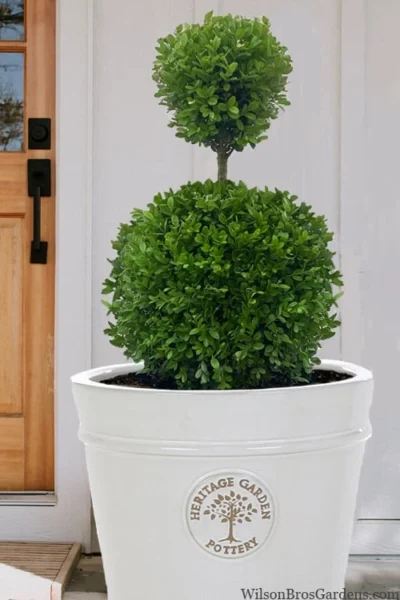 Dwarf English Boxwood Two-Ball Poodle Tier Topiary - 3 Gallon Pot