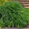 Unraveled Weeping Boxwood - 3 Gallon Pot