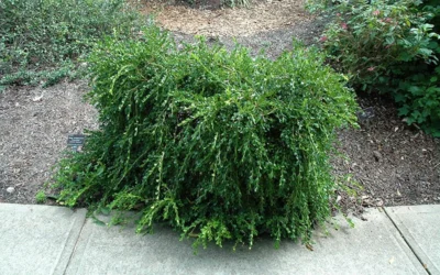 Unraveled Weeping Boxwood - 3 Gallon Pot -Chaste Tree World buxus sempervirens unraveled weeping boxwood 7
