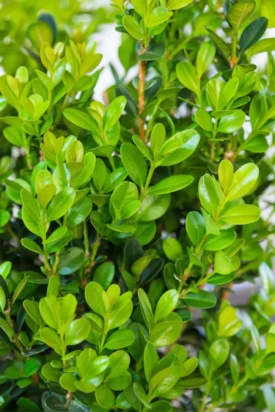 Winterstar Boxwood - 1 Gallon Pot 10 Winterstar Boxwood - 1 Gallon Pot -Chaste Tree World buxus winterstar boxwood 1 1