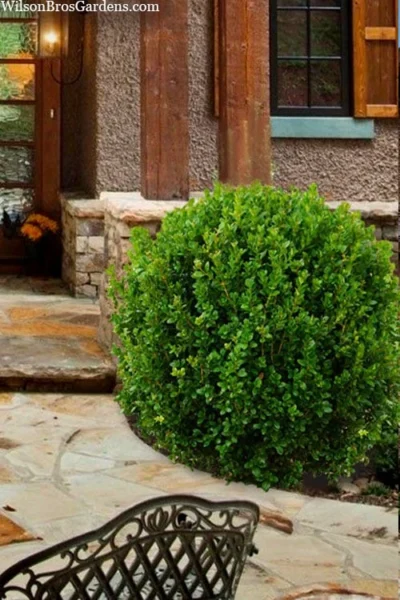 Winterstar Boxwood - 1 Gallon Pot 11 Winterstar Boxwood - 1 Gallon Pot -Chaste Tree World buxus winterstar boxwood 4 1