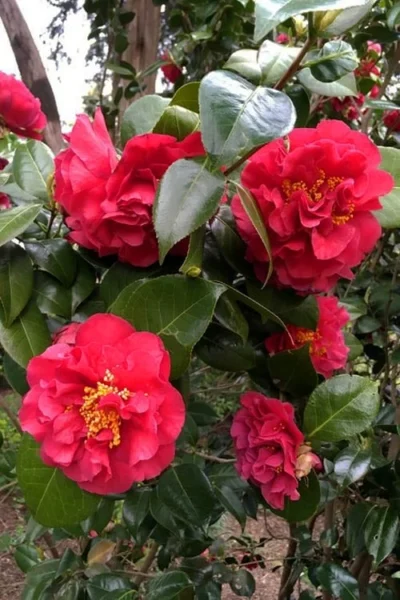 Turandot Camellia Japonica - 7 Gallon Pot -Chaste Tree World caellia turandot 20 1