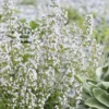Calamint Plant (Calamintha Nepeta) - 1 Gallon Pot