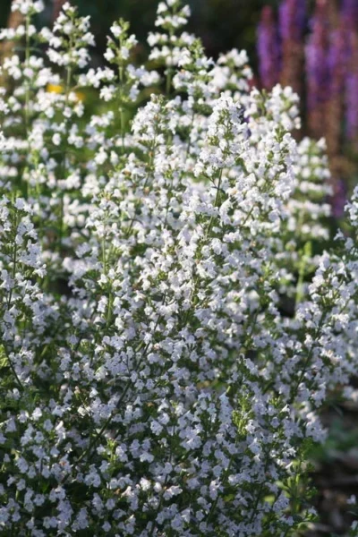 Calamint Plant (Calamintha Nepeta) - 1 Gallon Pot -Chaste Tree World calamint 15