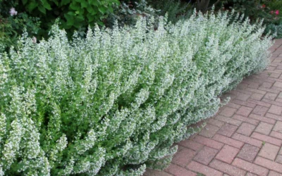 White Cloud Calamint - 12 Pack Of Quart Pots 13 White Cloud Calamint - 12 Pack Of Quart Pots -Chaste Tree World calamint white cloud 1